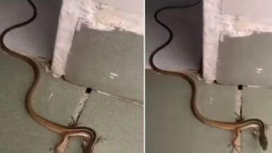 Photo of कभी देखा है 2 पैर वाला ‘दुर्लभ सांप’?  समझ नही पाएंगे क्या है माजरा!