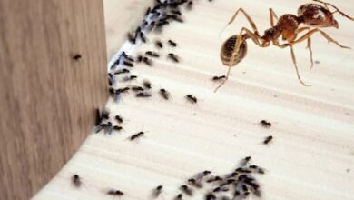Photo of क्या आप चींटियों को सूंघ सकते हैं? कैसे होती है इनकी गंध