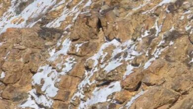 Photo of दिमाग घुमा देने वाला चैलेंज, तस्वीर में छिपा है तेंदुआ, पर किसी को नहीं आया नज़र