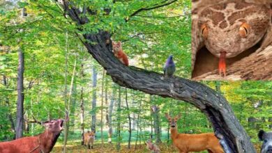 Photo of मनुष्‍यों के ल‍िए सबसे घातक जीव कौन? जो लेता है सबसे ज्‍यादा जानें