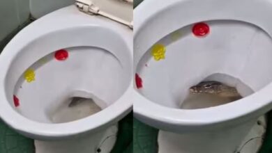 Photo of टॉयलेट से झांकता दिखा खौफनाक जीव, बार-बार निकाल रहा था जीभ, कभी छुप जाता अंदर