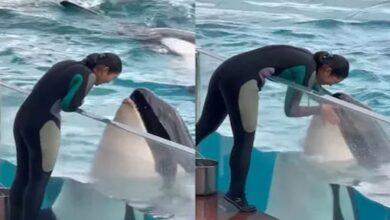 Photo of ट्रेनर से प्यार जताती दिखी डॉल्फिन, बिल्कुल इंसानों की तरह कीं बातें