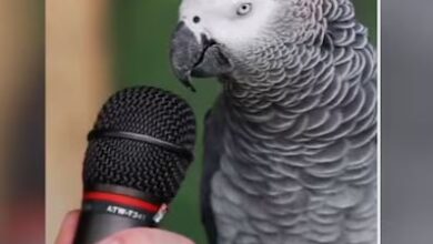 Photo of तोता नहीं ‘आइंस्टाइन’ है ये, जो भी पूछिए, बताता है फटाफट