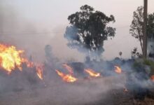 Photo of दादरी: आग की लपटों में झुलसी हरियाली, वन रक्षकों को रिपोर्ट तलब