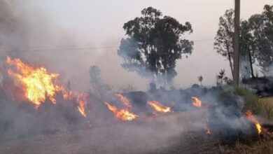 Photo of दादरी: आग की लपटों में झुलसी हरियाली, वन रक्षकों को रिपोर्ट तलब