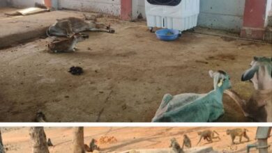 Photo of एमपी: आसमान से बरस रही आग, गौशाला में लगाए कूलर, जंगल में भरे गए पानी के टैंक