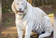 Photo of देहरादून जू: नंदनकानन से उत्तराखंड आएगा दुलर्भ सफेद बाघ…