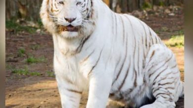 Photo of देहरादून जू: नंदनकानन से उत्तराखंड आएगा दुलर्भ सफेद बाघ…