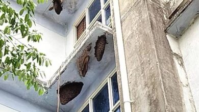 Photo of एमपी: जिला अस्पताल के बच्चा वार्ड के बाहर मधुमक्खियों का डेरा, कभी भी हो सकता है बड़ा हादसा