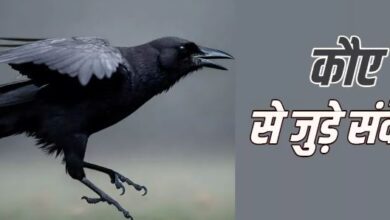 Photo of क्या संकेत देता है कौए का घर पर आना, केवल बुरे ही नहीं मिल सकते हैं अच्छे परिणाम भी