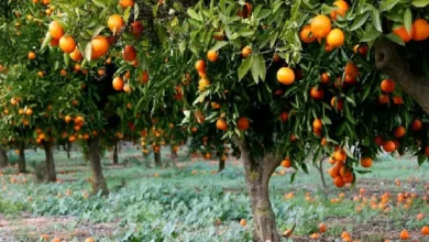 Photo of  गर्मियों में जरूर खाएं संतरा, मिलेंगे ये कमाल के फायदे