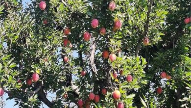 Photo of गर्म हो रही जलवायु से उत्तराखंड में फलों के उत्पादन में आई भारी गिरावट