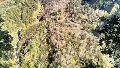 Photo of खलंगा: दो हजार हरे पेड़ काटने की तैयारी…विभाग को प्रस्ताव तक नहीं मिला