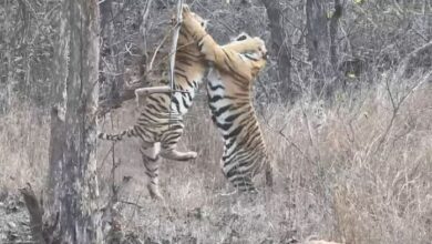 Photo of भोपाल के पास बाघ के हमले से ग्रामीण की मौत, आधा शरीर खाया