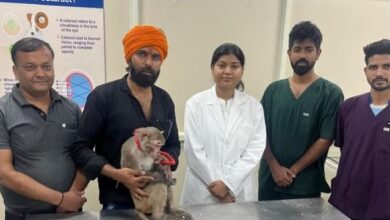 Photo of हरियाणा में पहली बार; लुवास में पशु चिकित्सकों ने किया बंदर के सफेद मोतियाबिंद का सफल ऑपरेशन