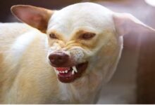 Photo of आगरा: खूंखार हो रहे कुत्ते, सात दिन में एक हजार लोगों को काटा