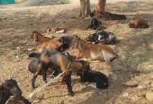 Photo of पशुपालन मंत्री के गांव से 58 बकरियां चोरी, पुलिस ने सागर में किया बरामद