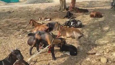 Photo of पशुपालन मंत्री के गांव से 58 बकरियां चोरी, पुलिस ने सागर में किया बरामद