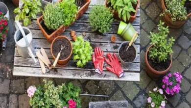 Photo of ताजी सब्जियों को खाने का है शौक, तो घर में ही बनाएं मिनी बगीचा !