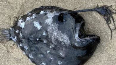 Photo of समुद्र की सतह पर मिला एलियन जैसा जानवर, एनीमेशन मूवी में दिख चुका है पहले