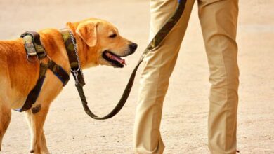 Photo of बिहार: तीन महीने भक्ति करने के लिए जा रही हूं, ऐसा लिखकर तीन सहेलियां घर से गायब