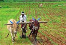 Photo of पंजाब सरकार ने किसानों के लिए जारी की नोटिफिकेशन