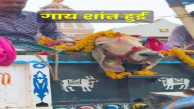 Photo of रीति-रिवाज के साथ किया गाय का दाह संस्कार, बैंड-बाजे के साथ निकाली अंतिम यात्रा