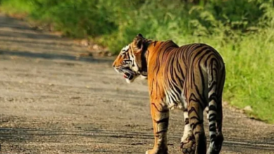 Photo of तीन महीने के लिए बंद होगा सरिस्का अभयारण्य