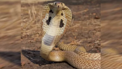 Photo of जिला पंचायत के स्वच्छता मिशन कार्यालय में घुसा सांप
