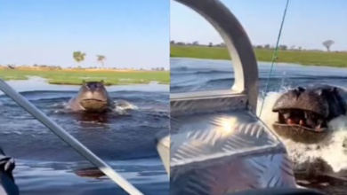 Photo of हिप्पो को क्यों कहते हैं दरियाई घोड़ा? वीडियो देखकर चल जाएगा पता, नाव पर किया हमला