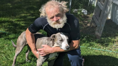 Photo of खाई में गिरी शख्स की कार, 6 किमी दूर भागकर मदद मांगने गया पालतू कुत्ता