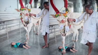 Photo of बच्चे को फर्श पर लिटाया, ऊपर से गुजर गई गाय, पैरों के नीचे आने से बचा मासूम!