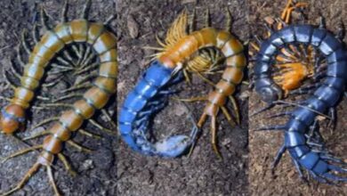 Photo of रंग बदलने में गिरगिट से भी तेज़ है ये जीव, देखते ही देखते हुआ पीले से नीला