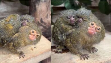 Photo of ये हैं दुनिया के सबसे छोटे बंदर, बहुत क्यूट लगते हैं ये जुड़वां