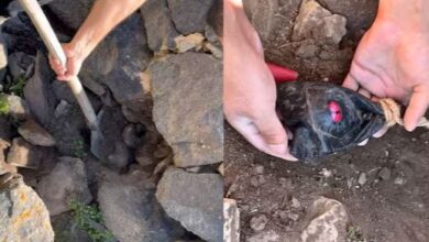 Photo of जमीन की खुदाई में मिली पोटली, खोलते ही बाहर निकला सांप, अंदर भरी थी ऐसी चीज