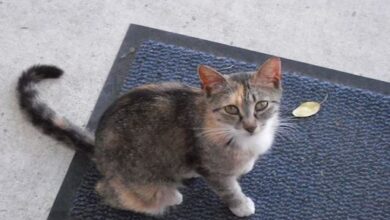 Photo of 29 साल की है उम्र, मालिक का दावा, दुनिया की सबसे बूढ़ी बिल्ली है ये