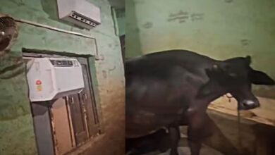 Photo of भैंसों के तबेले में लगे AC, मौज लेते दिखे जानवर