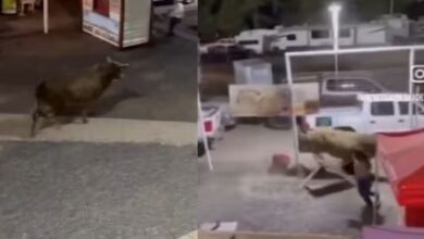 Photo of एरीना से बाहर कूदा सांड, बेकाबू होकर लोगों को दौड़ाया, पकड़े जाने पर सबको मिली राहत!