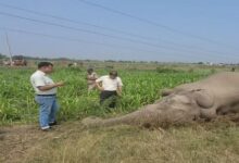 Photo of उत्तराखंड में बड़ा हादसा:11 हजार केवी की हाईटेंशन लाइन की चपेट में आने से हाथी की मौत