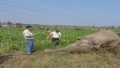 Photo of उत्तराखंड में बड़ा हादसा:11 हजार केवी की हाईटेंशन लाइन की चपेट में आने से हाथी की मौत