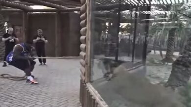 Photo of बाघ के साथ रस्साकशी, पहलवान दिखा रहा था ताकत, टाइगर ने एक झटके में खींच लिया अपनी ओर!