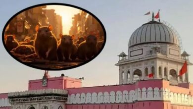 Photo of करणी माता मंदिर, जहां पैर घसीटकर चलते हैं भक्त, मिलता है चूहों का झूठा प्रसाद