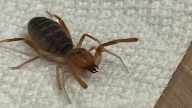 Photo of दिखने में लगा साधारण कीड़ा, लेकिन एक झटके में मार देता है सांप