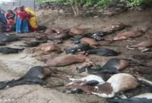Photo of करौली: आकाशीय बिजली गिरने से 50 बकरियों की मौत…