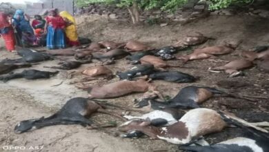 Photo of करौली: आकाशीय बिजली गिरने से 50 बकरियों की मौत…
