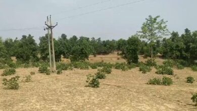Photo of शहडोल में चली आंधी तो टूट गया 11 हजार केवी का तार, दो मवेशियों की मौत