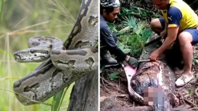 Photo of महिला को जिंदा निगल गया 16 फुट का अजगर, तीन दिनों के बाद सांप का पेट काटा गया तो अंदर मिली पूरी बॉडी