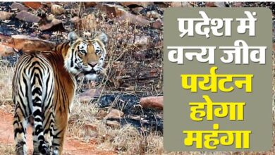 Photo of राजस्थान: वन्य जीवों के दीदार में ढीली होगी जेब, किराए में 10 प्रतिशत की बढ़ोतरी