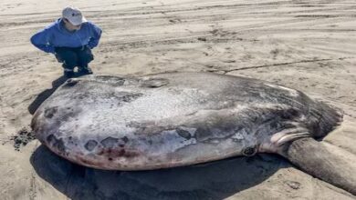 Photo of सात फुट का दैत्य मिला समुंदर के किनारे, लोग हो रहे थे परेशान क्या है ये?