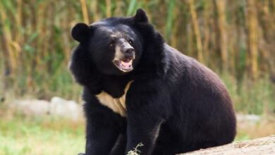 Photo of आदमखोर होते जा रहे हैं यहां के भालू, मुंह में लग गया है इंसानी खून